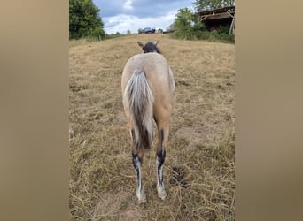 American Quarter Horse, Stute, Fohlen (03/2026), Buckskin