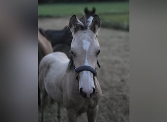 American Quarter Horse, Stute, Fohlen (03/2026), Buckskin
