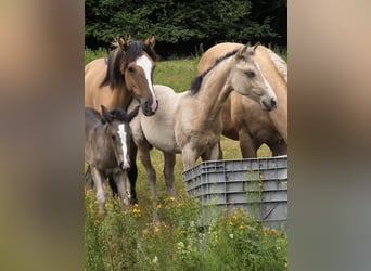 American Quarter Horse, Stute, Fohlen (03/2026), Buckskin