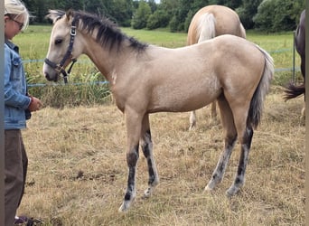 American Quarter Horse, Stute, Fohlen (03/2026), Buckskin