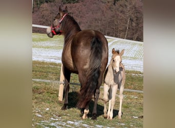 American Quarter Horse, Stute, Fohlen (01/2026), Buckskin