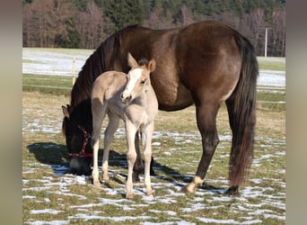 American Quarter Horse, Stute, Fohlen (01/2026), Buckskin