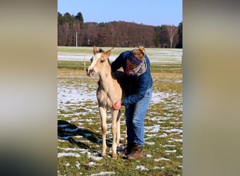 American Quarter Horse, Stute, Fohlen (01/2026), Buckskin