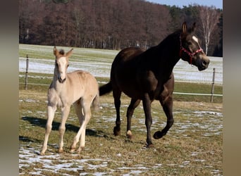 American Quarter Horse, Stute, Fohlen (01/2026), Buckskin