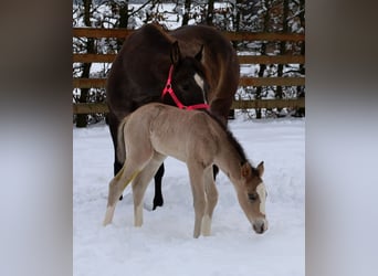 American Quarter Horse, Stute, Fohlen (01/2026), Buckskin
