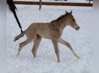 American Quarter Horse, Stute, Fohlen (01/2026), Buckskin