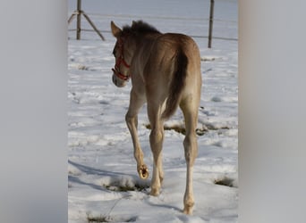 American Quarter Horse, Stute, Fohlen (01/2026), Buckskin