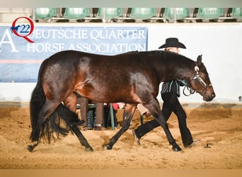 American Quarter Horse, Stute, Fohlen (02/2026), Buckskin