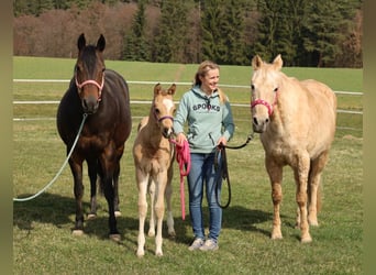 American Quarter Horse, Stute, Fohlen (02/2026), Buckskin