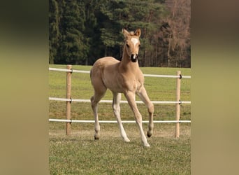 American Quarter Horse, Stute, Fohlen (02/2026), Buckskin