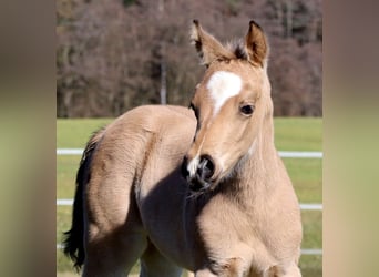 American Quarter Horse, Stute, Fohlen (02/2026), Buckskin