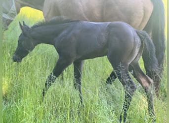 American Quarter Horse, Stute, , Buckskin