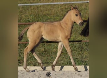 American Quarter Horse, Stute, Fohlen (05/2026), Buckskin