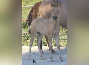 American Quarter Horse, Stute, Fohlen (05/2026), Buckskin