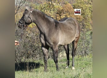 American Quarter Horse, Stute, Fohlen (05/2026), Buckskin
