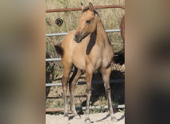 American Quarter Horse, Stute, Fohlen (05/2026), Buckskin