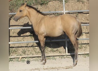 American Quarter Horse, Stute, Fohlen (05/2026), Buckskin