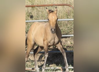 American Quarter Horse, Stute, Fohlen (05/2026), Buckskin