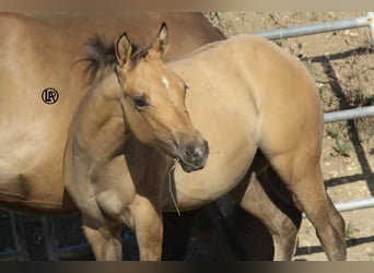 American Quarter Horse, Stute, Fohlen (05/2026), Buckskin