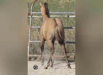 American Quarter Horse, Stute, Fohlen (05/2026), Buckskin