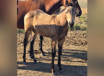 American Quarter Horse, Stute, Fohlen (05/2025), Buckskin