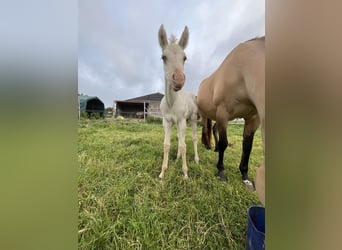 American Quarter Horse, Stute, , Champagne