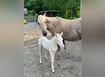 American Quarter Horse, Stute, Fohlen (05/2024), Cremello