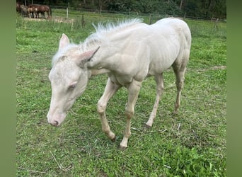 American Quarter Horse, Stute, Fohlen (05/2024), Cremello