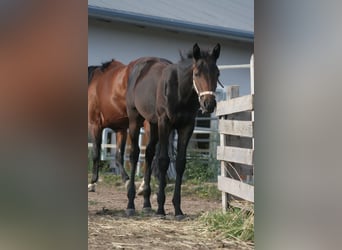 American Quarter Horse, Stute, Fohlen (04/2024), Dunkelbrauner