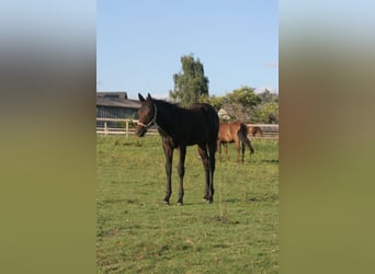 American Quarter Horse, Stute, Fohlen (04/2024), Dunkelbrauner