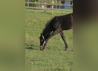 American Quarter Horse, Stute, Fohlen (04/2024), Dunkelbrauner