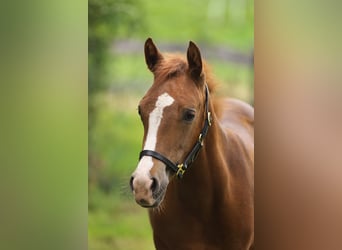 American Quarter Horse, Stute, Fohlen (05/2026), Dunkelfuchs