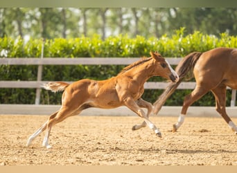 American Quarter Horse, Stute, Fohlen (01/2026), Dunkelfuchs
