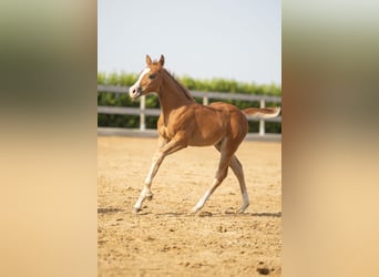 American Quarter Horse, Stute, Fohlen (01/2026), Dunkelfuchs