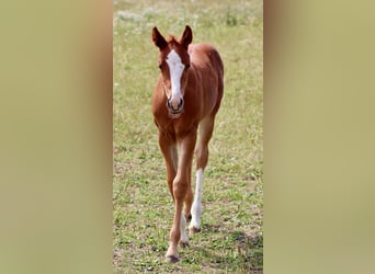 American Quarter Horse, Stute, Fohlen (06/2025), Dunkelfuchs