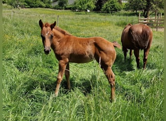 American Quarter Horse, Stute, Fohlen (03/2025), Dunkelfuchs