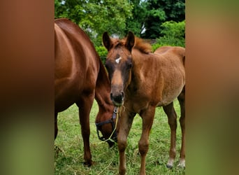 American Quarter Horse, Stute, Fohlen (03/2025), Dunkelfuchs