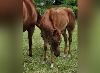 American Quarter Horse, Stute, Fohlen (03/2025), Dunkelfuchs