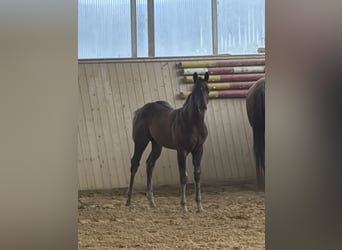 American Quarter Horse, Stute, Fohlen (04/2026), Fuchs
