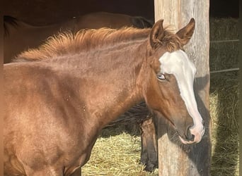 American Quarter Horse, Stute, Fohlen (05/2023), Fuchs