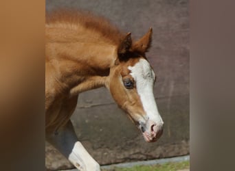 American Quarter Horse, Stute, Fohlen (01/2026), Fuchs