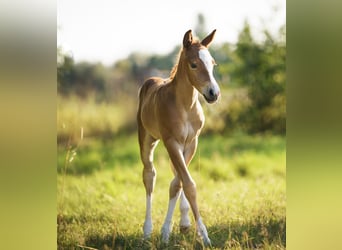American Quarter Horse, Stute, Fohlen (05/2025), Fuchs