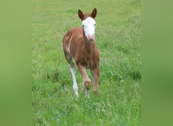 American Quarter Horse, Stute, Fohlen (05/2026), Fuchs