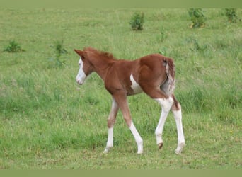 American Quarter Horse, Stute, Fohlen (05/2026), Fuchs