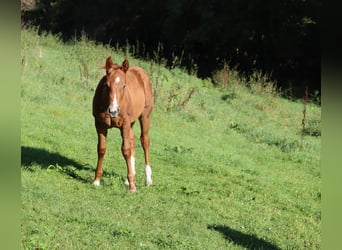 American Quarter Horse, Stute, Fohlen (04/2023), Fuchs