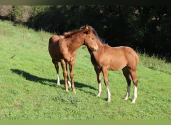 American Quarter Horse, Stute, Fohlen (04/2023), Fuchs
