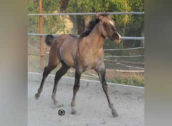 American Quarter Horse, Stute, Fohlen (04/2026), Grullo