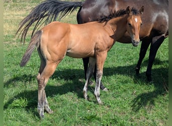 American Quarter Horse, Stute, Fohlen (05/2026), Hellbrauner
