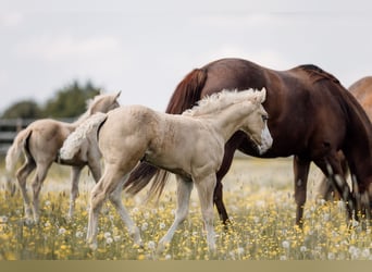 American Quarter Horse, Stute, Fohlen (04/2026), Palomino