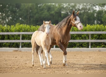 American Quarter Horse, Stute, Fohlen (01/2026), Palomino